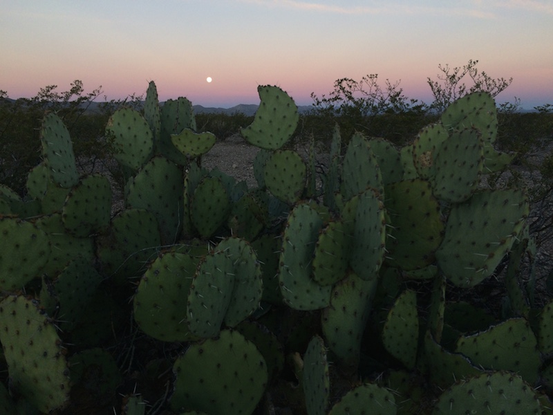 cactus moon